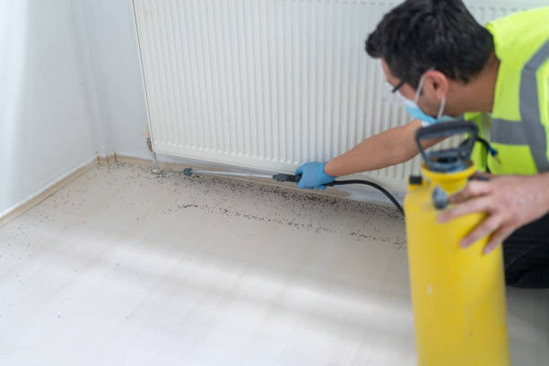 Wasp Removal Services in Random Lake, WI